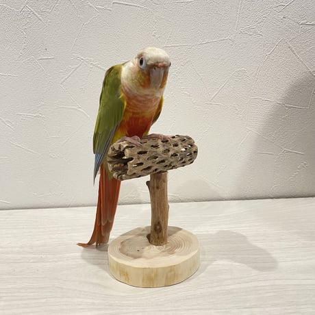 【体重測定用】カクタスのスタンドパーチ⑧  長さ9cm／高さ10cm