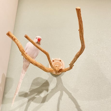 ピノキオの鼻 ①  中型から大型用