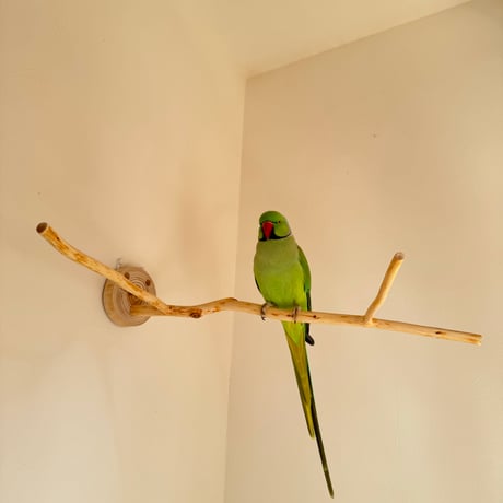 桧のピノキオの鼻 ④