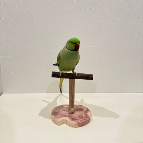 自然木(ツタ)のスタンドパーチ   パーチ長さ15cm／高さ約16.5cm