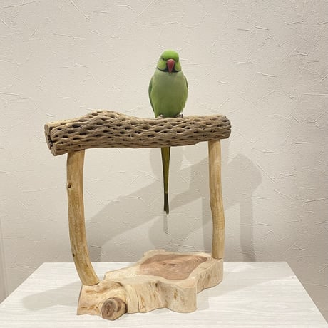カクタスのスタンドパーチ① 大型さん用