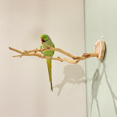 ピノキオの鼻 ⑤