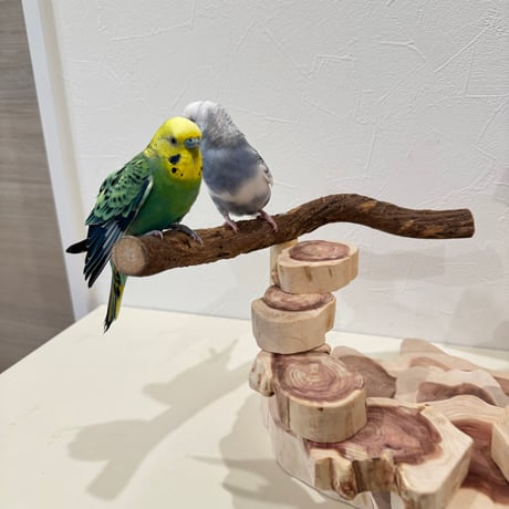 ツタと貝塚伊吹の螺旋階段アスレチック【インコのおもちゃ・自然木のとまり木】バードアスレチック