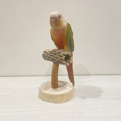 【体重測定用】カクタスのスタンドパーチ⑧　パーチ長さ10cm／高さ約10cm
