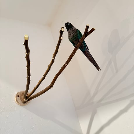 無農薬レモンの木 ピノキオの鼻 ②現品限り【インコ 自然木 止まり木 】