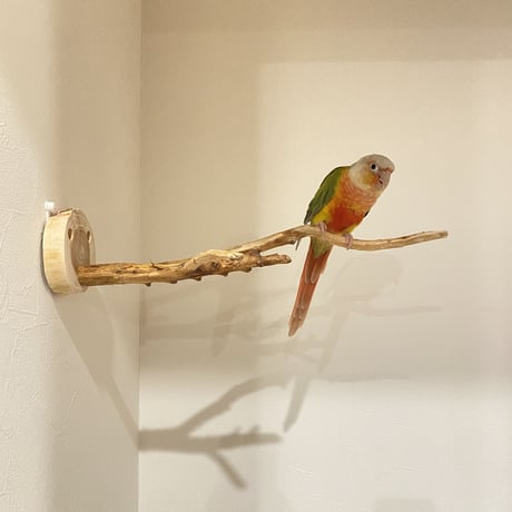 ピノキオの鼻 ③