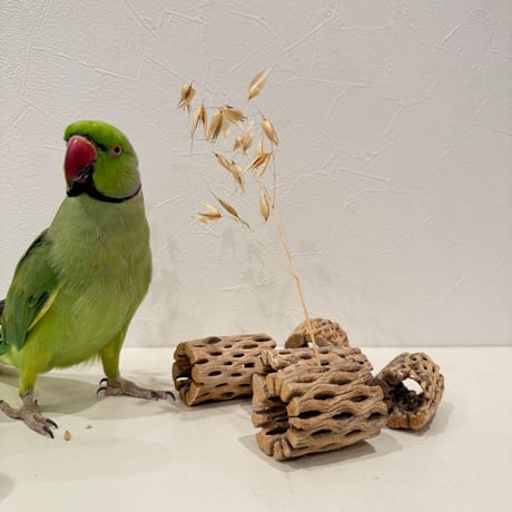 カクタスがじがじ 5個セット【フォレイジング 粟穂挿し インコのおもちゃ】