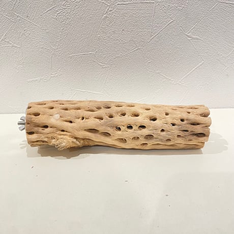 カクタスパーチ | STORES