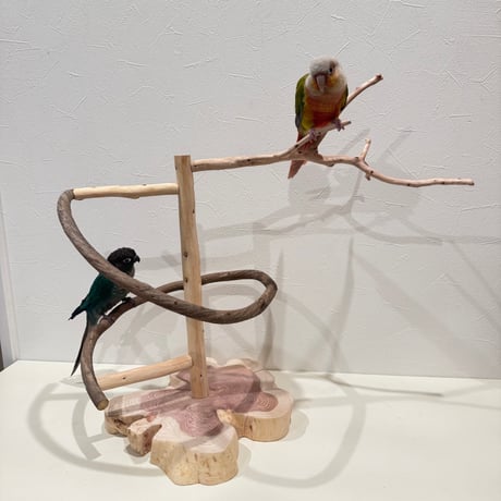 貝塚伊吹とツタのぐるぐるバードアスレチック 【セキセイインコ・ウロコインコ】