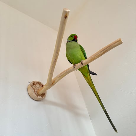 桧のピノキオの鼻②