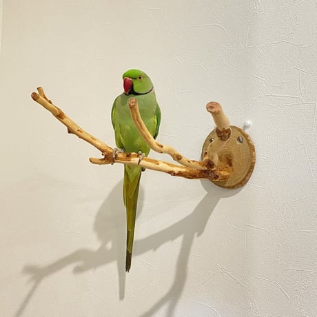 ピノキオの鼻 ③