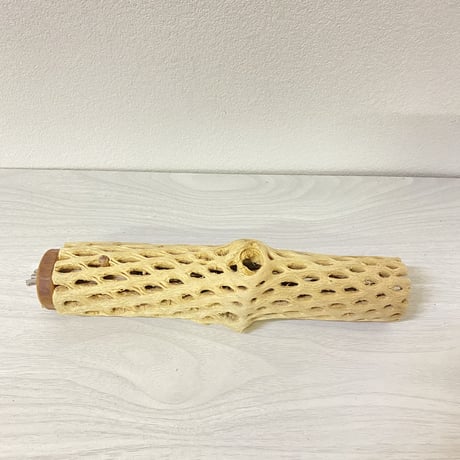 カクタスパーチ② 中サイズ直径5.5cm/23cm
