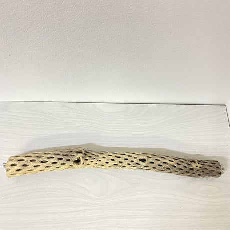 ケージサイズカクタスパーチ⑥ 小サイズ直径3-4cm HOEI465サイズ