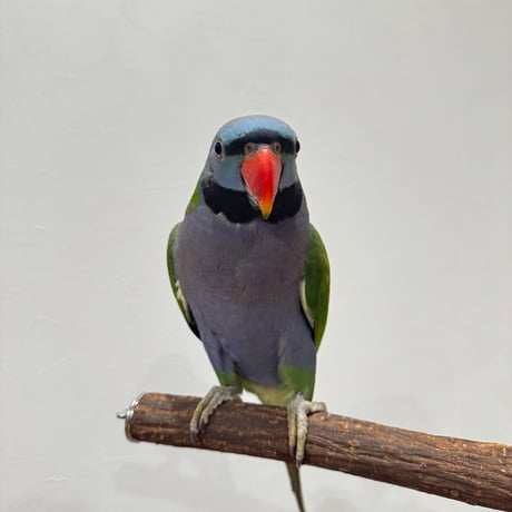 殿様パーチ（自然木ツタ） HOEI465サイズ 直径約3cm シロハラインコ 【インコ 天然木の止まり木】