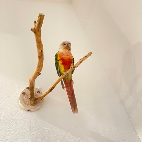 ピノキオの鼻 ③