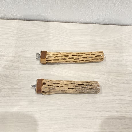 カクタスパーチ④  極小 直径約2.5cm/11.5cm/13.5cm