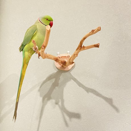 ピノキオの鼻 ①