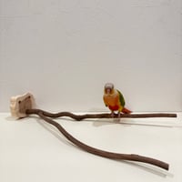 ツタのピノキオの鼻 【自然木 止まり木 天然木 インコのパーチ】