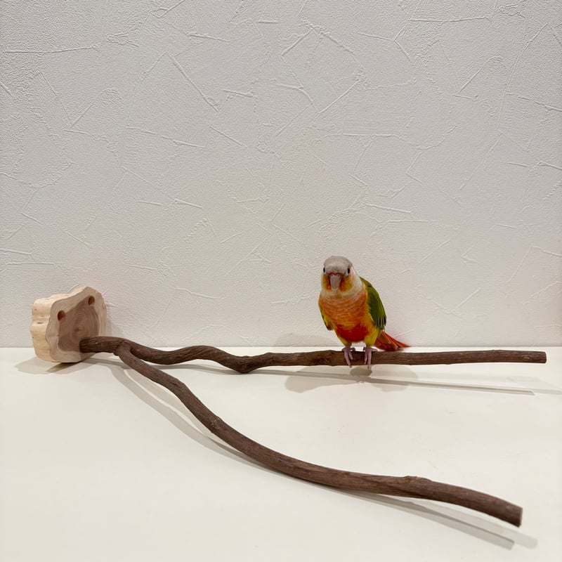 ツタのピノキオの鼻 【自然木 止まり木 天然木 インコのパーチ
