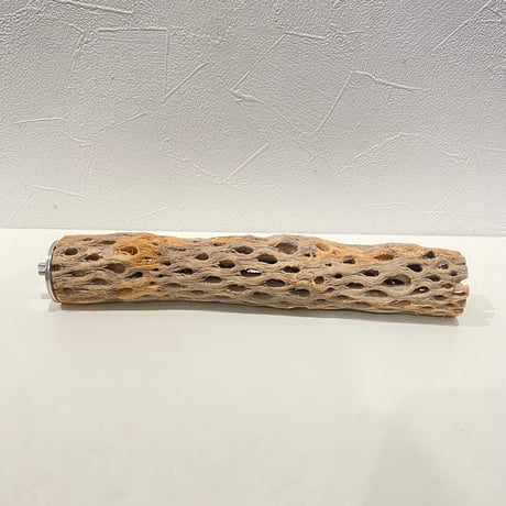 セキセイインコ | STORES