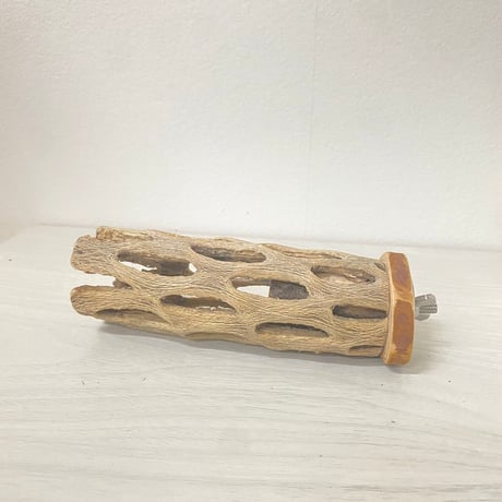 カクタスパーチ小サイズ直径（約3-4cm）／13cm ⑧
