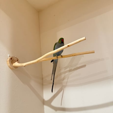 桧のピノキオの鼻 ②【インコ 自然木 止まり木 】