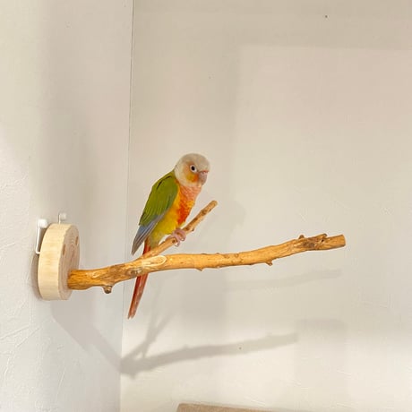 ピノキオの鼻 ③