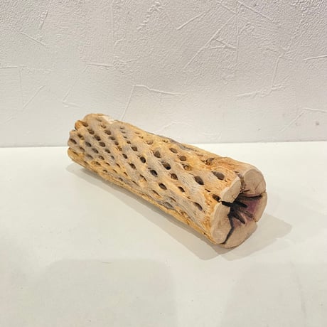 カクタスパーチ⑮ 直径約5cm/長さ20cm