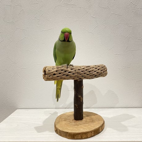 カクタスのスタンドパーチ大型さん用　パーチ長さ23cm／高さ13.5cm