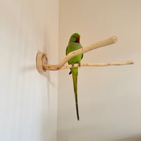 桧のピノキオの鼻⑤