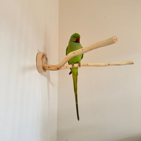 桧のピノキオの鼻⑤