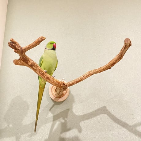 ピノキオの鼻 ⑥ 中型から大型用
