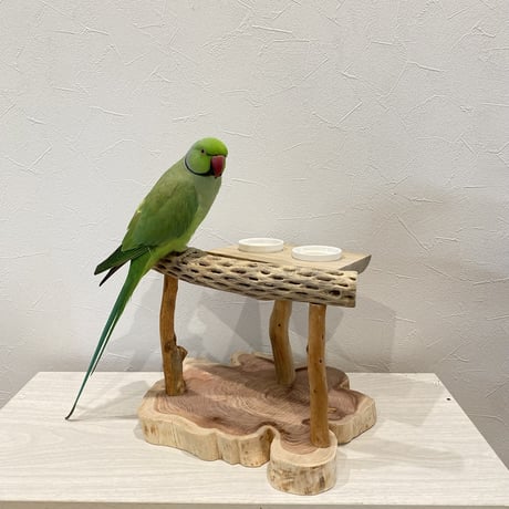 おしゅし屋さん　カクタスカウンタースタンド