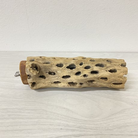 カクタスパーチ 中サイズ③ 直径（約5.5cm）長さ/15
