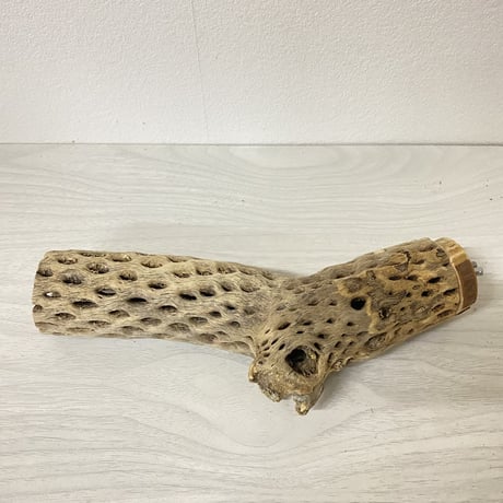 カクタスパーチ 中サイズ 直径（約5.5cm）長さ/20cm