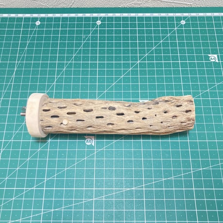 カクタスパーチ（13）小3-4㎝長さ15㎝