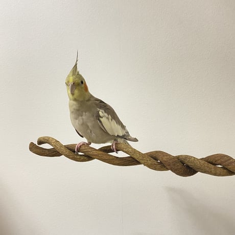 自然木（ツタ）のツイストパーチ 直径3cm（2本）43cm⑨