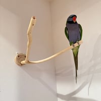 桧のピノキオの鼻 ①【インコ・小鳥のおもちゃ　自然木の止まり木】