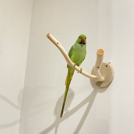 ピノキオの鼻 ③ 桧（ヒノキ）