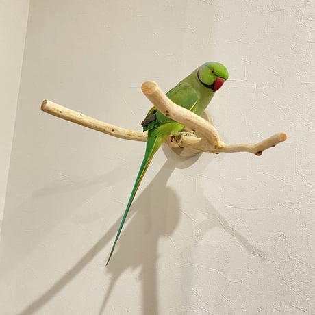 ピノキオの鼻 ④ 桧（ヒノキ）