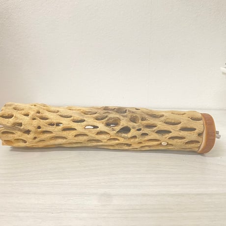 カクタスパーチ小サイズ直径（約3-4cm）／20cm ⑤