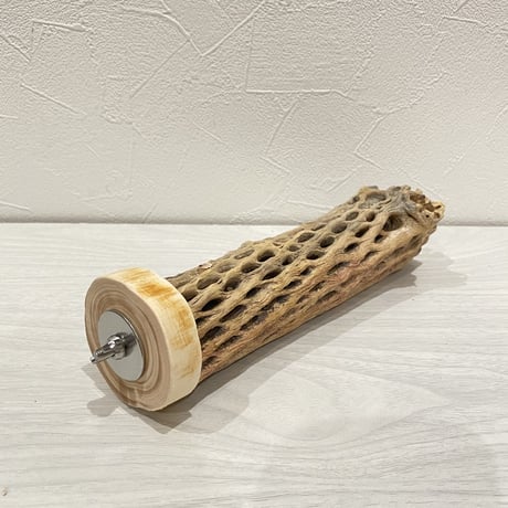 カクタスパーチ①  中直径約5.5cm/20cm