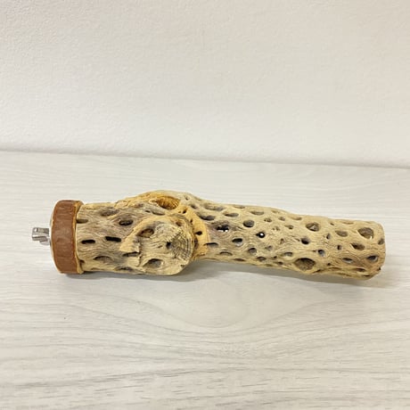 カクタスパーチ⑪ 極小サイズ 直径（約2-3cm）長さ/15.5cm
