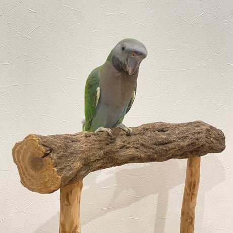 大型さん用　ちょっと待っててねスタンドパーチ