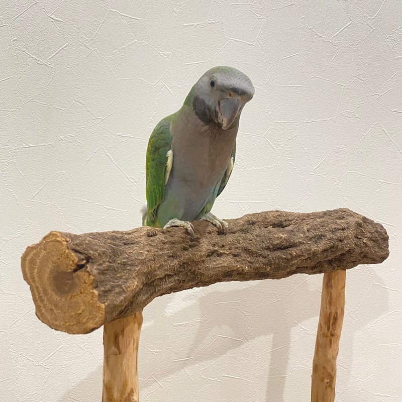 ナオタ様確認用大型インコオウム止まり木オウムスタンドパーチ Amazon