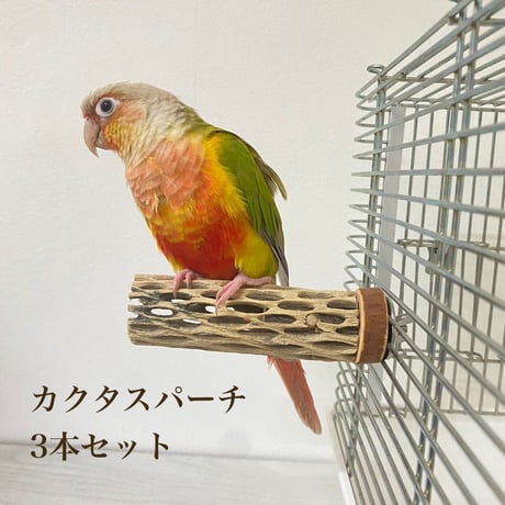 カクタスパーチ極小サイズ3本セット 直径（約2-3cm）長さ：10.5cm／8.5cm／9.5cm　⑬