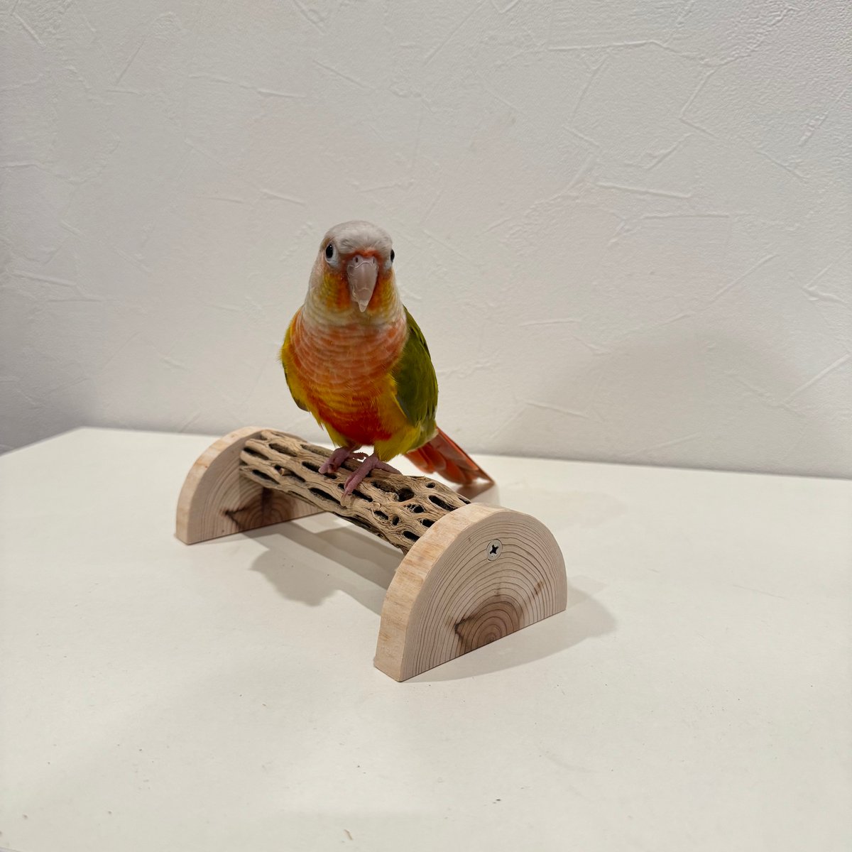 幼鳥・老鳥・介護サポート用 置き型カクタスパーチ② 全長17.5cm