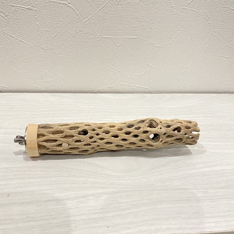 カクタスパーチ⑫ 極小サイズ直径3cm前後/17cm