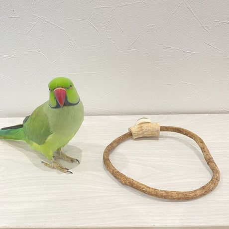 自然木（ツタ）のドーナツパーチビックサイズ  Ｄパーチ直径1cm／円直径16.5×17cm