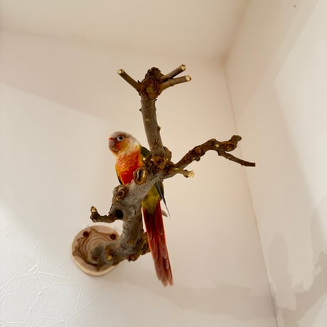 トウカエデのピノキオの鼻【C】